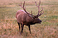 /images/133/2007-07-28-y-road-elk04.jpg - #04505: 6 year old Bull Elk in Yellowstone … July 2007 -- Yellowstone, Wyoming