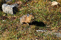 /images/133/2007-08-26-rm-pika-9740.jpg - #04591: Pika gathering grass for winter warmth and food … August 2007 -- Rock Cut, Rocky Mountain National Park, Colorado