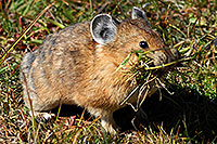 /images/133/2007-08-26-rm-pika-9740c.jpg - #04592: Pika gathering grass for winter warmth and food … August 2007 -- Rock Cut, Rocky Mountain National Park, Colorado