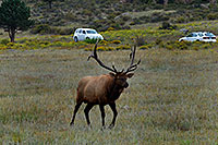 /images/133/2007-09-08-rm-elk-2542.jpg - #04624: 7 year old Bull Elk in Rocky Mountain National Park … Sept 2007 -- Moraine Park, Rocky Mountain National Park, Colorado