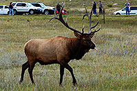 /images/133/2007-09-08-rm-elk-2563.jpg - #04625: 7 year old Bull Elk sticking his tongue out for the camera … Sept 2007 -- Moraine Park, Rocky Mountain National Park, Colorado