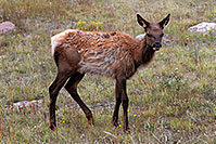 /images/133/2007-09-08-rm-elk-b-2912.jpg - #04628: Baby Elk (only months old) in Rocky Mountain National Park … Sept 2007 -- Moraine Park, Rocky Mountain National Park, Colorado