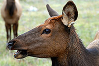 /images/133/2007-09-08-rm-elk-f-2779.jpg - #04632: Female Elk in Rocky Mountain National Park … Sept 2007 -- Moraine Park, Rocky Mountain National Park, Colorado