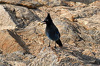/images/133/2007-09-08-rm-stellers-1651.jpg - #04636: (Blue) Steller`s Jay with a peanut in his beak … in Rocky Mountain National Park … Sept 2007 -- Sheep Lakes, Rocky Mountain National Park, Colorado