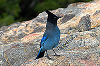 /images/133/2007-09-08-rm-stellers-1671.jpg - #04640: (Blue) Steller`s Jay in Rocky Mountain National Park … Sept 2007 -- Sheep Lakes, Rocky Mountain National Park, Colorado