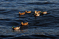 /images/133/2007-10-07-sag-ducks-5393.jpg - #04705: Ducks at Saguaro Lake … Oct 2007 -- Saguaro Lake, Arizona