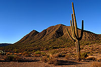 /images/133/2007-10-08-sag-cactus-6152.jpg - #04729: Saguaro Cactus near Saguaro Lake … Dec 2007 -- Saguaro Lake, Arizona