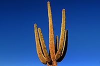 /images/133/2007-10-08-sag-cactus-6178.jpg - #04731: Saguaro Cactus near Saguaro Lake … Dec 2007 -- Saguaro Lake, Arizona