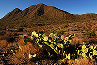 /images/133/2007-10-08-sag-cactus-6199.jpg - #04733: Prickly Pear Cactus near Saguaro Lake … Dec 2007 -- Saguaro Lake, Arizona