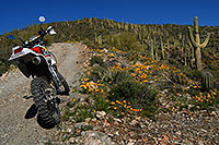 /images/133/2008-03-01-supers-1855.jpg - #04823: XR250 in Spring at Queen Valley in Superstition Mountains … March 2008 -- Queen Valley, Apache Junction, Arizona