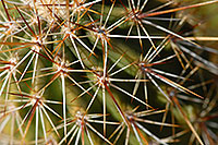 /images/133/2008-03-01-supers-1861.jpg - #04823: Crimson Hedgehog Cactus spines closeup in Superstition Mountains … March 2008 -- Queen Valley, Apache Junction, Arizona