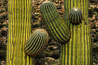 /images/133/2008-03-15-saguaro-4455.jpg - #04903: Saguaro in Saguaro National Park … March 2008 -- Saguaro National Park, Arizona