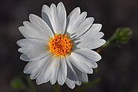 /images/133/2008-03-16-supers-4643.jpg - #04912: White Wooly Daisy flower in Superstitions … March 2008 -- Superstitions, Arizona