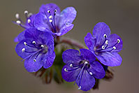 /images/133/2008-03-16-supers-4660.jpg - Flowers > Arizona Wildflowers