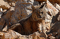 /images/133/2008-03-31-gc-bobcat-7534.jpg - #04978: Bobcat at top of South Kaibab Trail in Grand Canyon … March 2008 -- South Kaibab Trail, Grand Canyon, Arizona