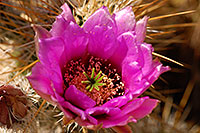 /images/133/2008-04-11-sup-hedge-1773.jpg - #05143: Purple flower of Hedgehog Cactus in Superstitions … April 2008 -- Superstitions, Arizona