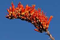 /images/133/2008-04-12-sag-ocoti-2197.jpg - #05152: Orange-red Ocotillo flower in Saguaro National Park … April 2008 -- Saguaro National Park, Arizona