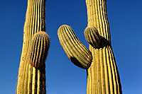 /images/133/2008-04-12-sag-saguaro-2126.jpg - #05157: Saguaro cactus in Saguaro National Park … April 2008 -- Saguaro National Park, Arizona