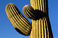 /images/133/2008-04-12-sag-saguaro-2149.jpg - #05160: Saguaro cactus in Saguaro National Park … April 2008 -- Saguaro National Park, Arizona