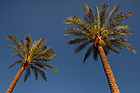 /images/133/2008-04-17-tempe-palm-2392.jpg - #05162: Palm Trees in Tempe, Arizona … April 2008 -- Tempe, Arizona