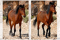 /images/133/2008-04-22-hav-horse-pro1.jpg - #05241: Havasupai horses along the trail … April 2008 -- Havasupai Trail, Havasu Falls, Arizona