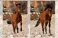 /images/133/2008-04-22-hav-horse-pro2.jpg - #05242: Havasupai horses along the trail … April 2008 -- Havasupai Trail, Havasu Falls, Arizona