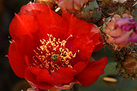 /images/133/2008-04-26-sup-prickly-5135.jpg - #05269: Red flowers of Prickly Pear Cactus in Superstitions … April 2008 -- Superstitions, Arizona