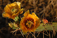 /images/133/2008-04-26-sup-prickly-5242.jpg - #05270: Yellow flowers of Prickly Pear Cactus in Superstitions … April 2008 -- Superstitions, Arizona