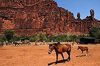/images/133/2008-05-21-hav-supai-9400.jpg - #05372: Horses in Supai with The Watchers rock formation above Supai, Arizona … May 2008 -- Supai, Havasu Falls, Arizona