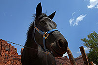 /images/133/2008-05-21-hav-supai-9405.jpg - #05373: Horses in Supai … May 2008 -- Supai, Havasu Falls, Arizona