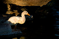 /images/133/2008-06-14-gilb-bgoose-2520.jpg - #05485: Young white goose in a pond at Freestone Park … June 2008 -- Freestone Park, Gilbert, Arizona