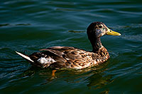 /images/133/2008-06-14-gilb-duck-1749.jpg - #05488: Ducks at Freestone Park … June 2008 -- Freestone Park, Gilbert, Arizona