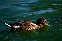 /images/133/2008-06-14-gilb-duck-1752.jpg - #05484: Ducks at Freestone Park … June 2008 -- Freestone Park, Gilbert, Arizona