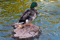 /images/133/2008-06-14-gilb-duck-2320.jpg - #05490: Ducks at Freestone Park … June 2008 -- Freestone Park, Gilbert, Arizona