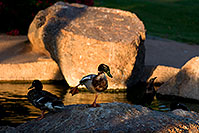 /images/133/2008-06-14-gilb-duck-2503.jpg - #05492: Duck balancing on one foot at Freestone Park … June 2008 -- Freestone Park, Gilbert, Arizona