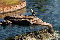 /images/133/2008-06-18-gilb-heron-5879.jpg - #05493: Black Crowned Night Heron at Freestone Park … June 2008 -- Freestone Park, Gilbert, Arizona