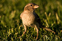 /images/133/2008-06-20-gilb-finch-9789.jpg - #05511: House Sparrow [female] at Freestone Park … June 2008 -- Freestone Park, Gilbert, Arizona