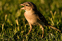 /images/133/2008-06-20-gilb-finch-9795.jpg - #05512: House Sparrow [female] at Freestone Park … June 2008 -- Freestone Park, Gilbert, Arizona