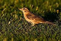 /images/133/2008-06-20-gilb-finch-9802.jpg - #05513: House Sparrow [female] at Freestone Park … June 2008 -- Freestone Park, Gilbert, Arizona
