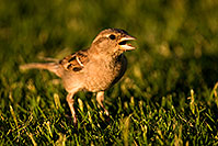 /images/133/2008-06-20-gilb-finch-9831.jpg - #05515: House Sparrow [female] at Freestone Park … June 2008 -- Freestone Park, Gilbert, Arizona