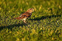 /images/133/2008-06-20-gilb-finch-9850.jpg - #05516: House Sparrow [female] at Freestone Park … June 2008 -- Freestone Park, Gilbert, Arizona