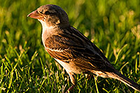 /images/133/2008-06-20-gilb-finch-9925.jpg - #05518: House Sparrow [female] at Freestone Park … June 2008 -- Freestone Park, Gilbert, Arizona