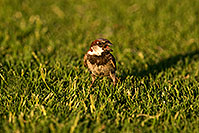 /images/133/2008-06-20-gilb-swal-9763.jpg - #05527: House Sparrow [male] at Freestone Park … June 2008 -- Freestone Park, Gilbert, Arizona