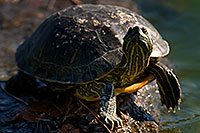 /images/133/2008-06-20-gilb-turtle-9640.jpg - #05531: Red-eared slider turtle resting at a rock at Freestone Park … June 2008 -- Freestone Park, Gilbert, Arizona