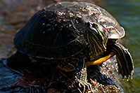 /images/133/2008-06-20-gilb-turtle-9660.jpg - #05532: Red-eared slider turtle resting at a rock at Freestone Park … June 2008 -- Freestone Park, Gilbert, Arizona