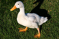 /images/133/2008-06-21-gilb-wduck-10816.jpg - #05551: White Duck at Freestone Park … June 2008 -- Freestone Park, Gilbert, Arizona