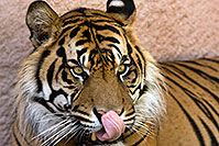 /images/133/2008-07-24-zoo-tiger-40d_0699.jpg - #05603: Jai, Sumatran Tiger at the Phoenix Zoo … July 2008 -- Phoenix Zoo, Phoenix, Arizona