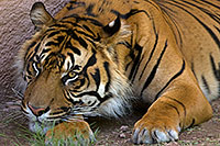 /images/133/2008-07-24-zoo-tiger-40d_0992.jpg - #05605: Jai, Sumatran Tiger at the Phoenix Zoo … July 2008 -- Phoenix Zoo, Phoenix, Arizona