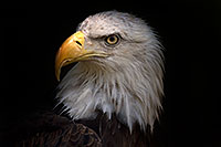 /images/133/2008-07-25-zoo-eagle-40d_8971.jpg - 05610: Bald Eagle portrait at the Phoenix Zoo … July 2008 -- Phoenix Zoo, Phoenix, Arizona