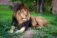/images/133/2008-07-25-zoo-lion-17946.jpg - #05613: Male Lion at the Phoenix Zoo … July 2008 -- Phoenix Zoo, Phoenix, Arizona